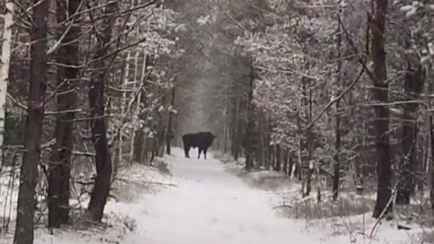 «Повезло дважды» — В центре Беларуси мужчина наткнулся на зубров