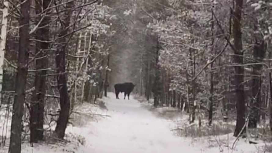 "Повезло дважды" - В центре Беларуси мужчина наткнулся на зубров