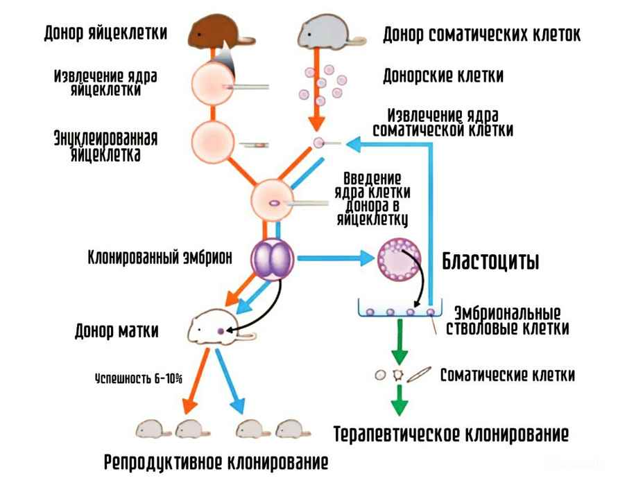 В Беларуси начали подготовку к клонированию домашних животных. Сколько стоит услуга?
