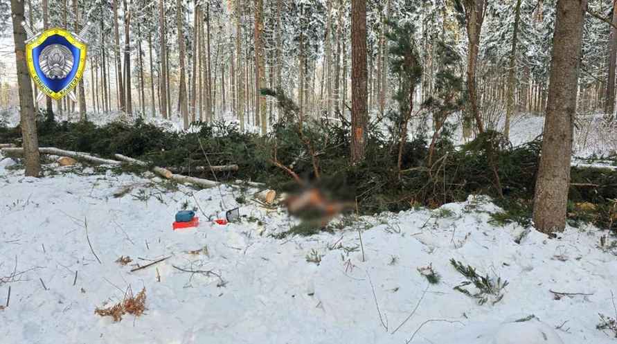 Под Костюковичами из-за упавшего дерева погиб лесоруб