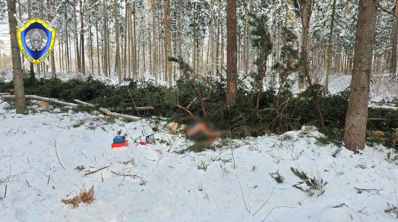 Под Костюковичами из-за упавшего дерева погиб лесоруб