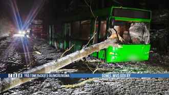 На Гомельщине дерево пронзило автобус прямо на ходу