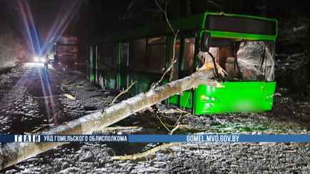 На Гомельщине дерево пронзило автобус прямо на ходу