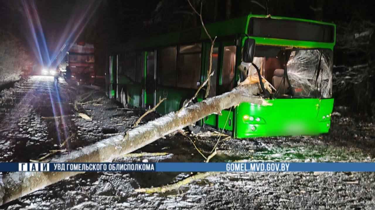 На Гомельщине дерево пронзило автобус прямо на ходу