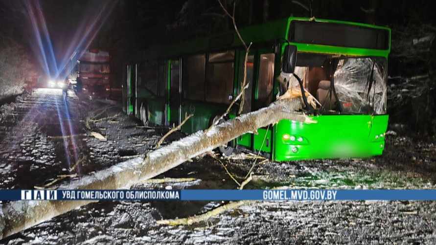 На Гомельщине дерево пронзило автобус прямо на ходу