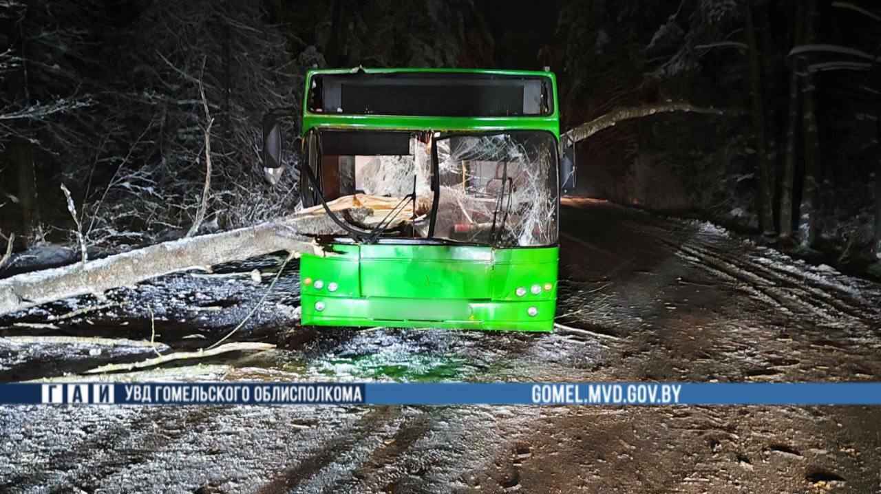 На Гомельщине дерево пронзило автобус прямо на ходу