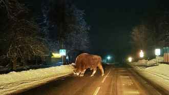 В деревню на Могилёвщине пришёл полежать ленивый зубр