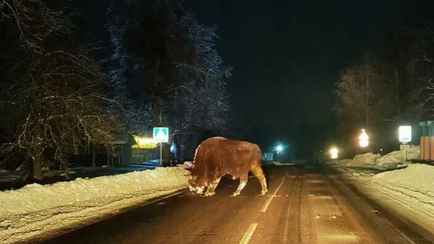В деревню на Могилёвщине пришёл полежать ленивый зубр