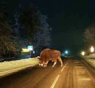 В деревню на Могилёвщине пришёл полежать ленивый зубр