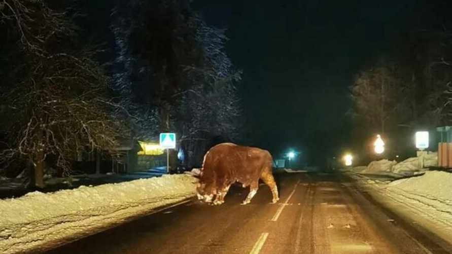 В деревню на Могилёвщине пришёл полежать ленивый зубр