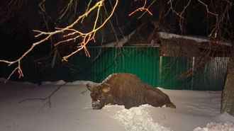 Откуда пришел в деревню под Осиповичами «ленивый» зубр? В Минприроды восстановили маршрут