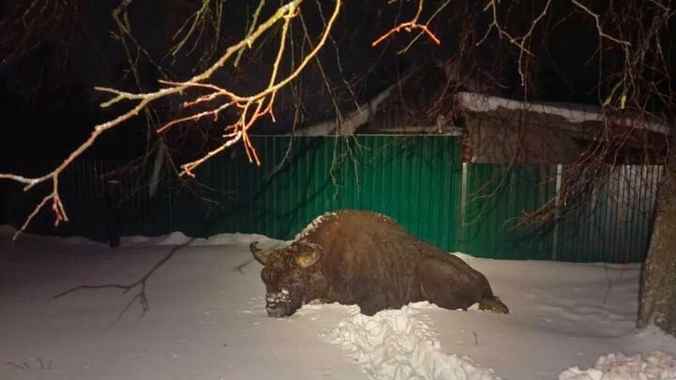 Откуда пришел в деревню под Осиповичами «ленивый» зубр? В Минприроды восстановили маршрут