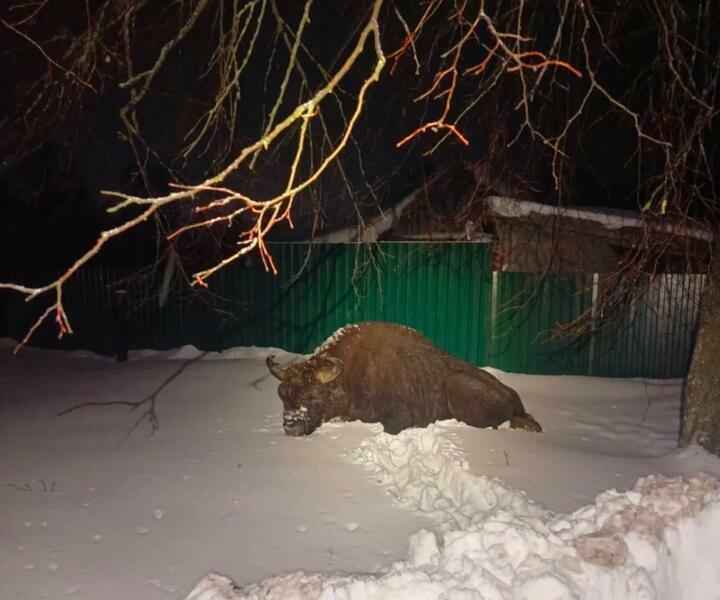 В деревню на Могилёвщине пришёл полежать ленивый зубр