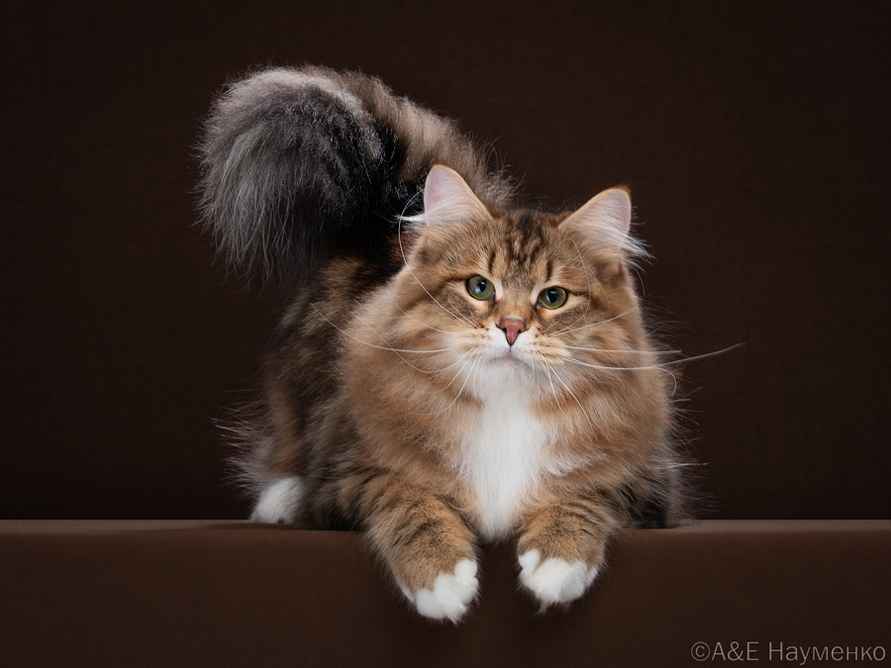 Два белорусских кота вошли в ТОП самых красивых в мире