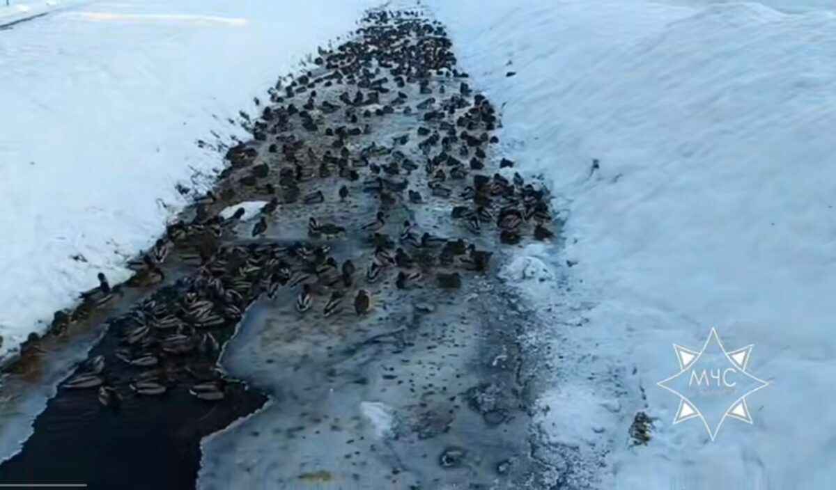 Спасатели на Брестчине помогли уткам, оказавшимся в плену