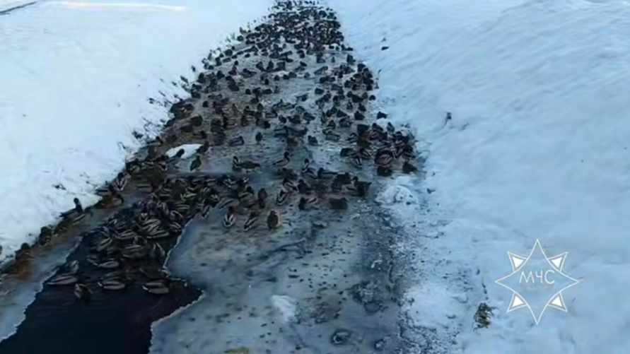 Спасатели на Брестчине помогли уткам, оказавшимся в плену