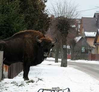 Даже с зубрами и медведями. В Беларуси существенно участились ДТП с животными