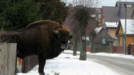 Даже с зубрами и медведями. В Беларуси существенно участились ДТП с животными