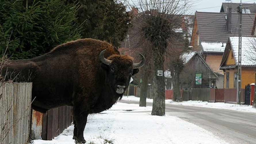 Фото иллюстрационное / irek.smerczynski