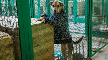 В минском приюте для животных в морозы на улице остались более 100 собак. Чем помочь?