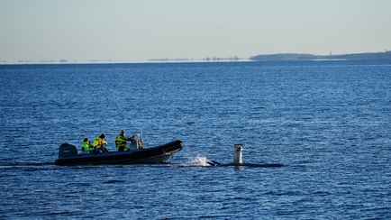 В Балтийском море повредили кабель связи, соединявший Литву с Латвией