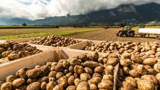 В Германии бесплатно раздают 4 тыс тонн картошки — «Абсурдная ситуация»