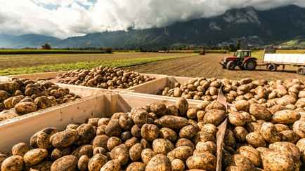 В Германии бесплатно раздают 4 тыс тонн картошки — «Абсурдная ситуация»