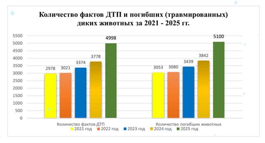 Даже с зубрами и медведями. В Беларуси существенно участились ДТП с животными