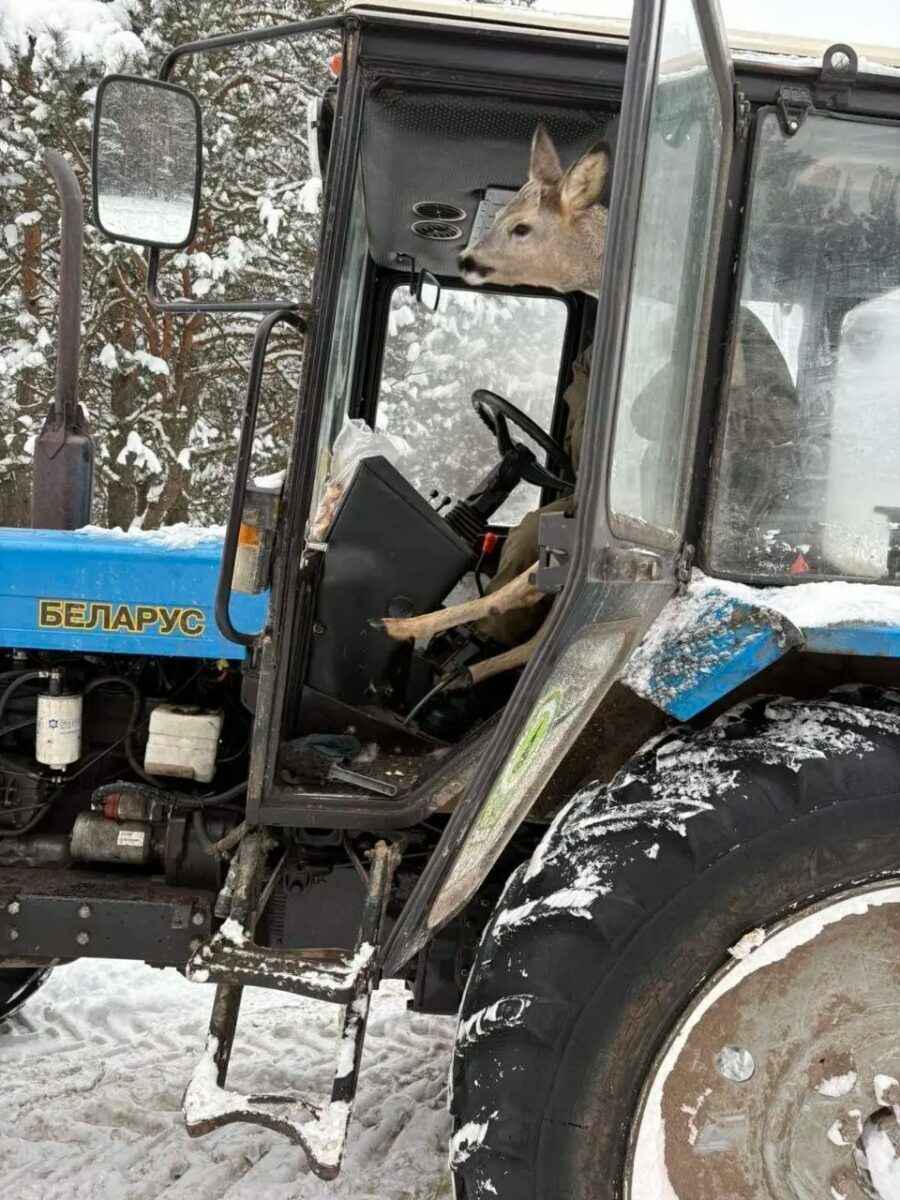 Под Бобруйском косуля погрелась в кабине трактора - Накормили и отпустили