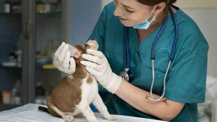В Минсельхозпроде заявили о планах ввести лицензии для ветеринаров – «Чтобы не шалили»