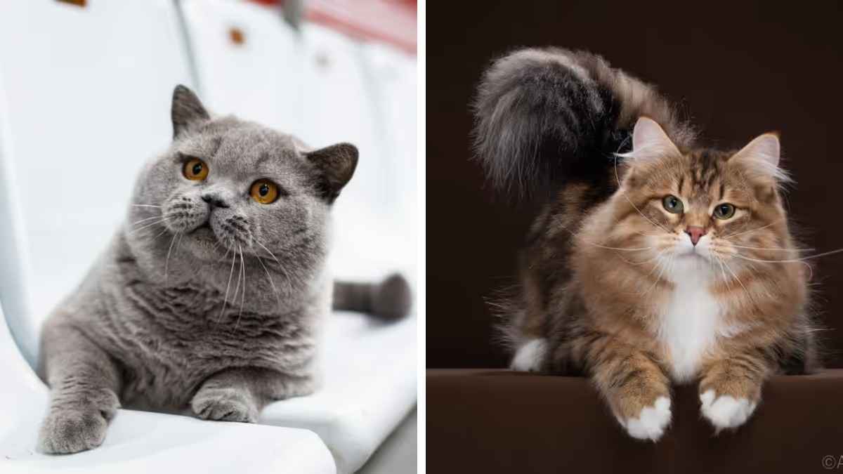 Два белорусских кота вошли в ТОП самых красивых в мире