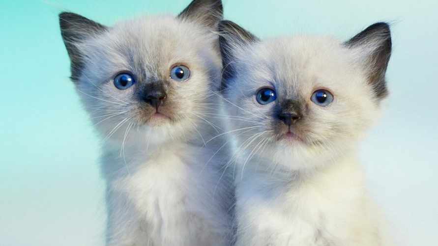 В Беларуси начали подготовку к клонированию домашних животных. Сколько стоит услуга?