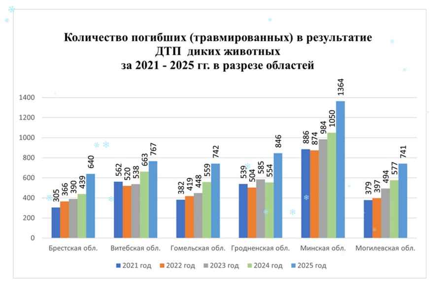 Даже с зубрами и медведями. В Беларуси существенно участились ДТП с животными