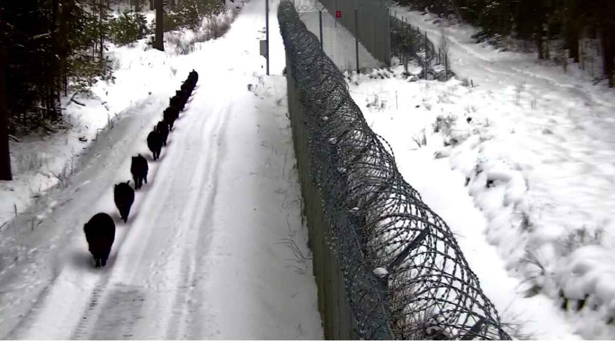 Скриншот видео Погранслужбы Литвы