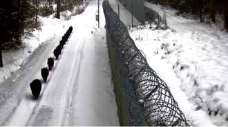 Литовские пограничники показали видео 12 «замаскированных нелегалов» на границе с Беларусью