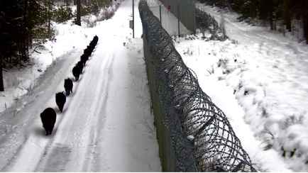 Литовские пограничники показали видео 12 «замаскированных нелегалов» на границе с Беларусью