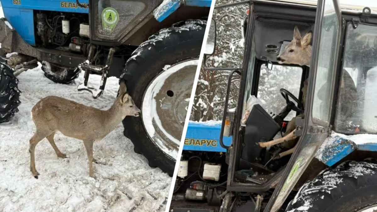 Под Бобруйском косуля погрелась в кабине трактора - "Накормили и отпустили"