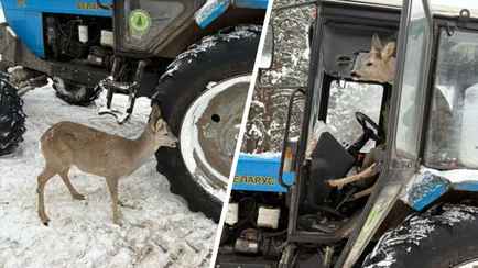 Под Бобруйском косуля погрелась в кабине трактора — «Накормили и отпустили»