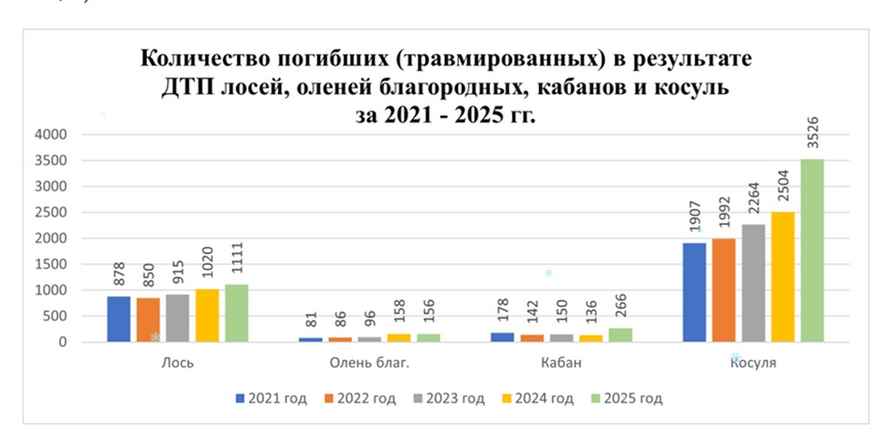 Даже с зубрами и медведями. В Беларуси существенно участились ДТП с животными