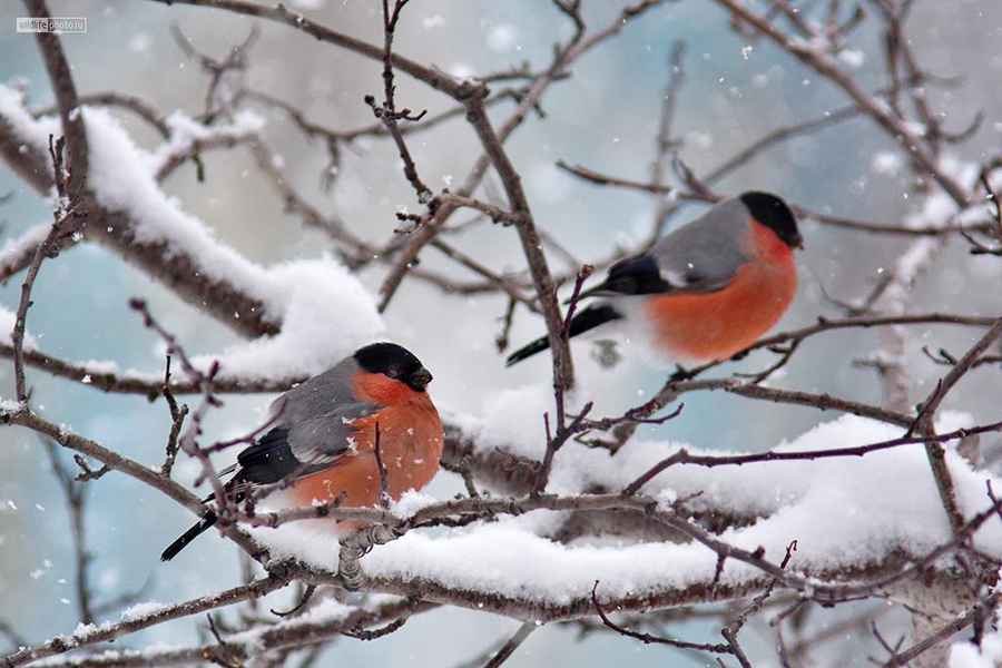 В Беларуси наступила пора штрафов за помеху размножению птиц. Кому грозит до 1350 рублей?