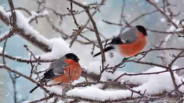В Беларуси наступила пора штрафов за помеху размножению птиц. Кому грозит до 1350 рублей?