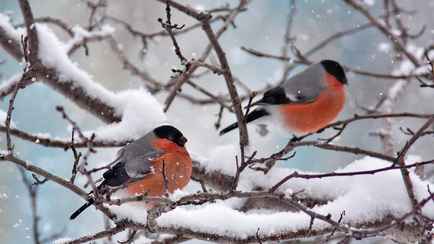 В Беларуси наступила пора штрафов за помеху размножению птиц. Кому грозит до 1350 рублей?