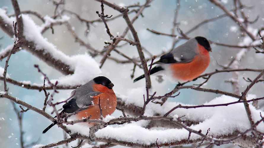 В Беларуси наступила пора штрафов за помеху размножению птиц. Кому грозит до 1350 рублей?
