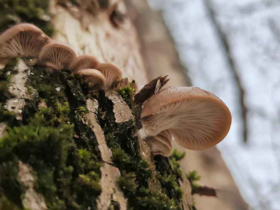 Белорусы показали молодую смену грибов, подрастающих в лесу в феврале