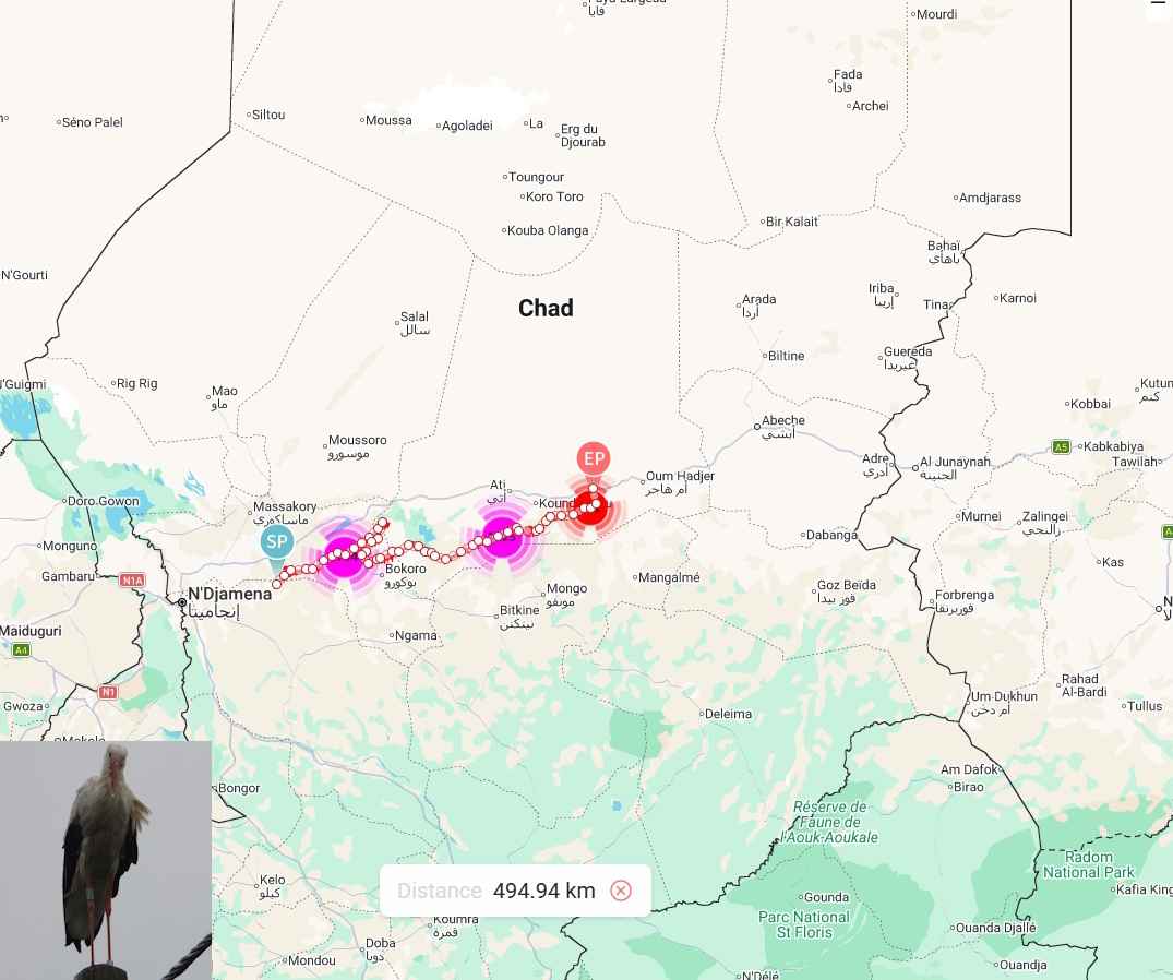 Орнитологи заметили первые признаки весны в Беларуси