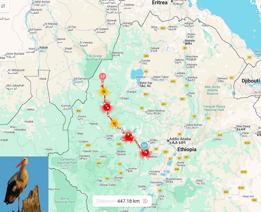 Орнитологи заметили первые признаки весны в Беларуси