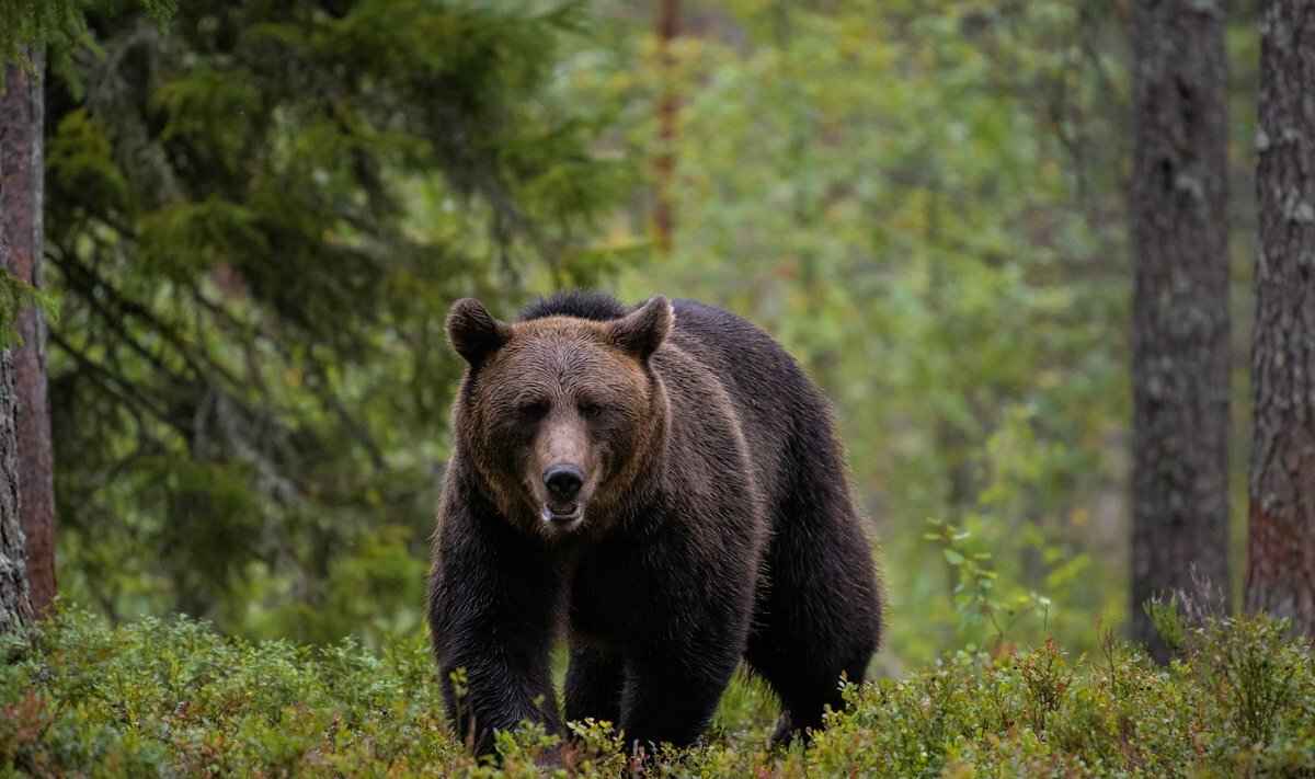 Фото иллюстрационное
