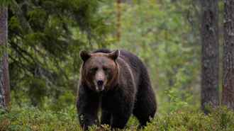 В Польше предложили создать новую спецслужбу, которая пригодилась бы и белорусам