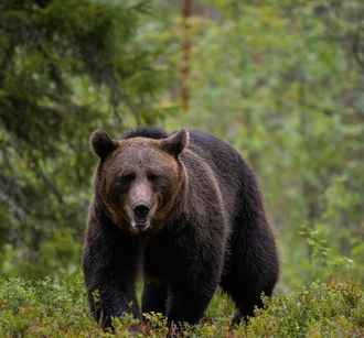 В Польше предложили создать новую спецслужбу, которая пригодилась бы и белорусам
