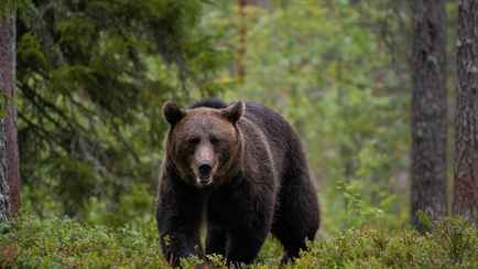 В Польше предложили создать новую спецслужбу, которая пригодилась бы и белорусам